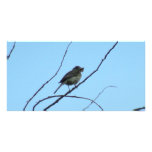 Beaver Dam Slough Fauna Birds Aves Animals Customized Photo Card