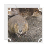 Beaver Design Invitations