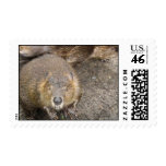 Beaver Design Postage Stamp