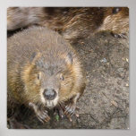 Beaver Design Poster