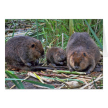 Beaver Family Greeting Cards