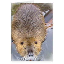 Beaver Greeting Card