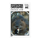Beaver Habitat Postage Stamp