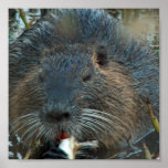 Beaver Habitat Poster