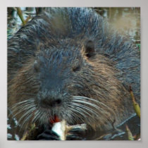 Beaver Habitat Poster