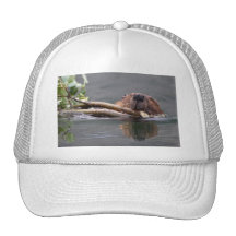 beaver hats