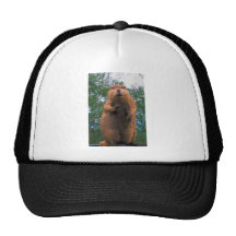 Beaver Hats