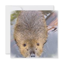 Beaver Invitation