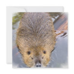 Beaver Invitation