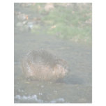 Beaver Customized Letterhead