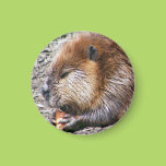 Beaver Fridge Magnets