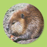 Beaver Magnet