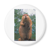 Beaver Refrigerator Magnet