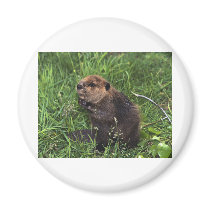 Beaver Fridge Magnet