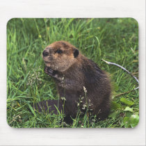 Beaver mousepads
