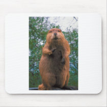 Beaver Mousepad