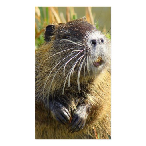 Beaver Photo Business Card (back side)
