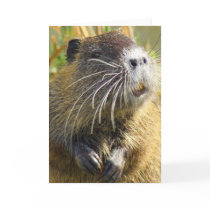 Beaver Photo Greeting Card