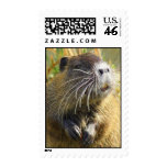 Beaver Photo Postage Stamp