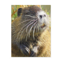 Beaver Photo Postcard