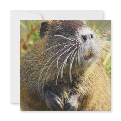 Beaver Photo Poster Personalized Announcement by WildlifeAnimals