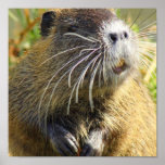 Beaver Photo Print