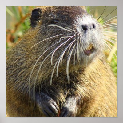 Beaver Photo Print by WildlifeAnimals