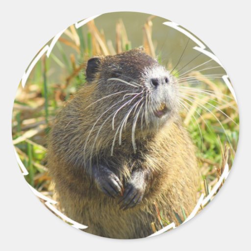 Beaver Photo Stickers