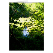 Beaver Pond cards