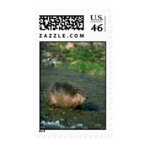 Beaver Postage Stamp