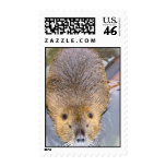 Beaver Postage Stamp