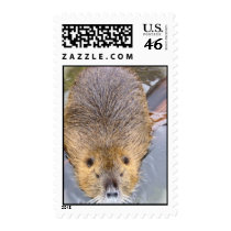 Beaver Postage Stamp