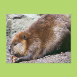 Beaver Postcard