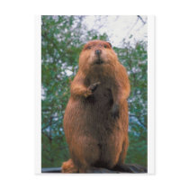 Beaver postcards