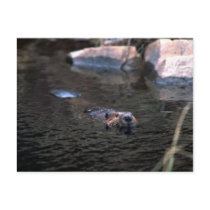 Beaver Postcard