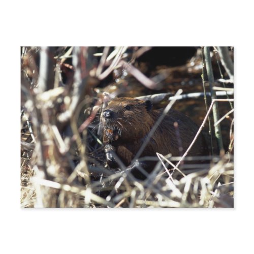 Beaver Postcard postcard