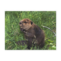 Beaver postcards