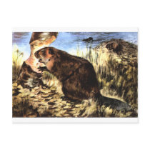 Beaver postcards