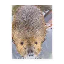 Beaver Postcard