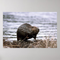 Beaver Poster