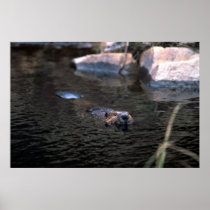 Beaver Poster