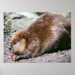 Beaver posters