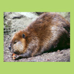 Beaver Poster