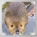 Beaver Poster Print
