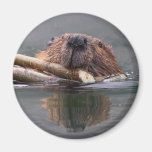 beaver refrigerator magnet