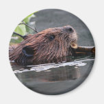 beaver refrigerator magnets