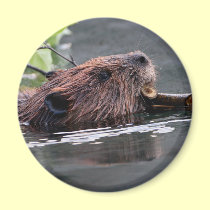 beaver magnets