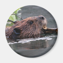 beaver refrigerator magnets