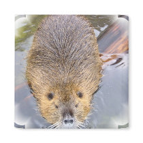 Beaver Square Magnet