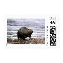 Beaver Stamps Postage Stamps
